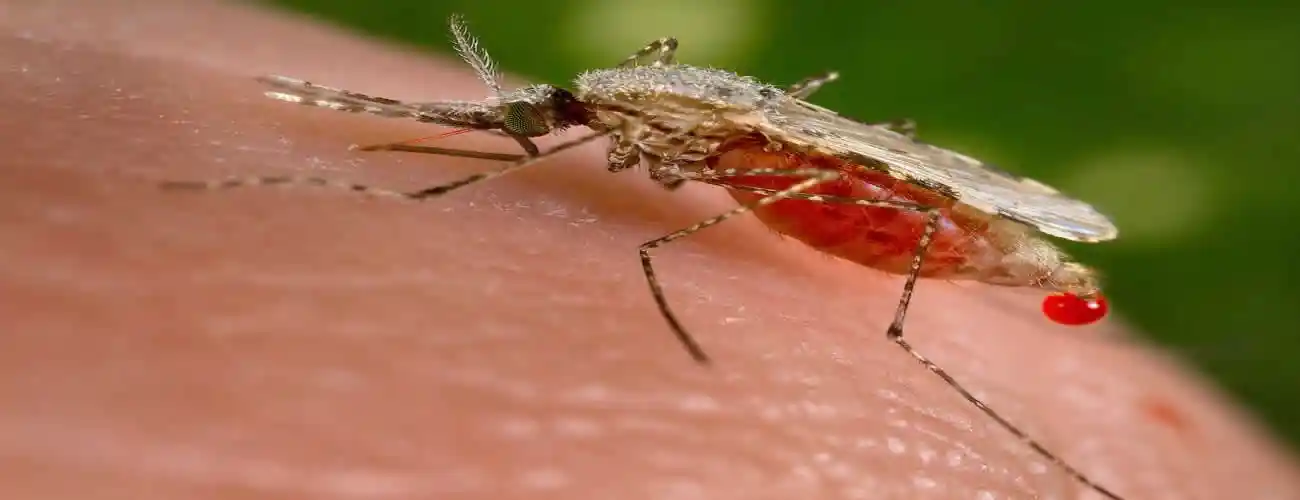 Nuove malattie dalle zanzare con il riscaldamento globale