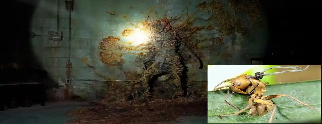 Cordyceps: I cambiamenti climatici e il fungo di The Last of Us