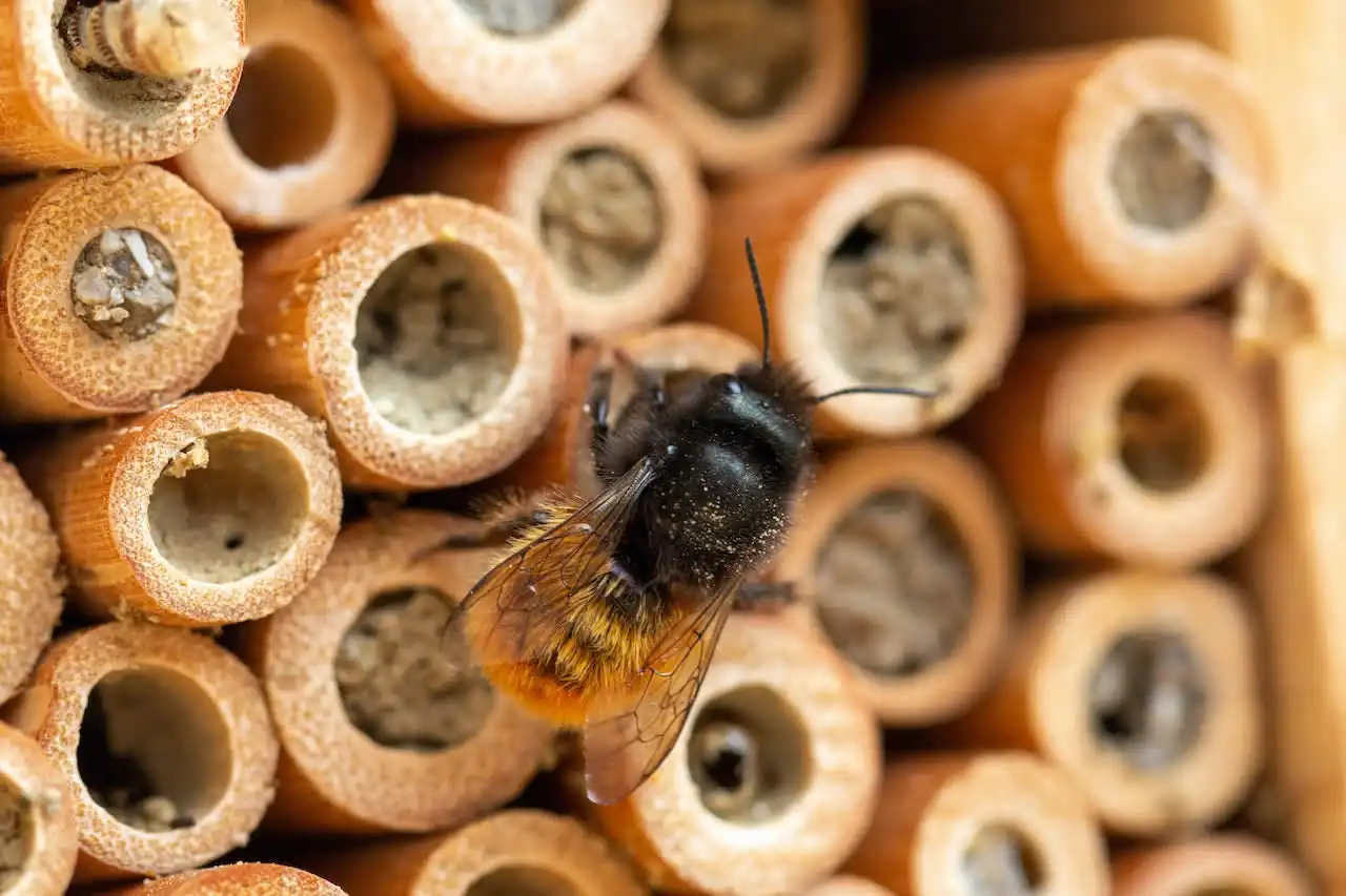 Perchè le api muoiono dopo aver punto?
